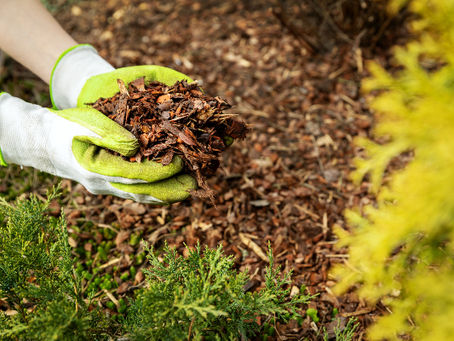 5 Reasons Spring Is the Best Time to Mulch Your Property