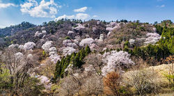 黒川・桜の森