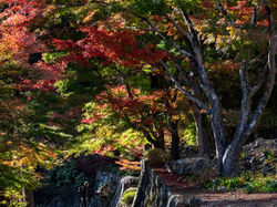 紅葉はマズマズ