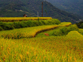 9月26日 秋の棚田散策へ