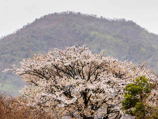 3月26日 朝来市から鳥取へ