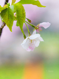 _B010534-ORF