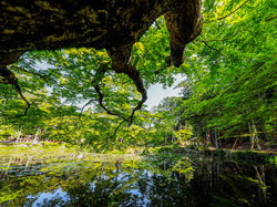 大原野神社