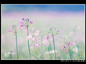 ラッキョウの花