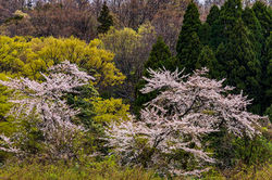 _MG_0720