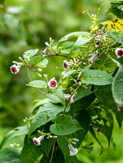 病院の空中庭園で