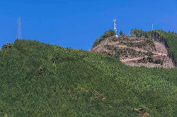 祖谷渓谷の木材切り出し