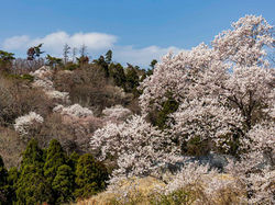 黒川・桜の森