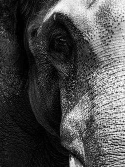 動物と言えば象