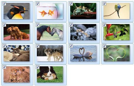 Animal Affection Theme  Crack Free [Updated]