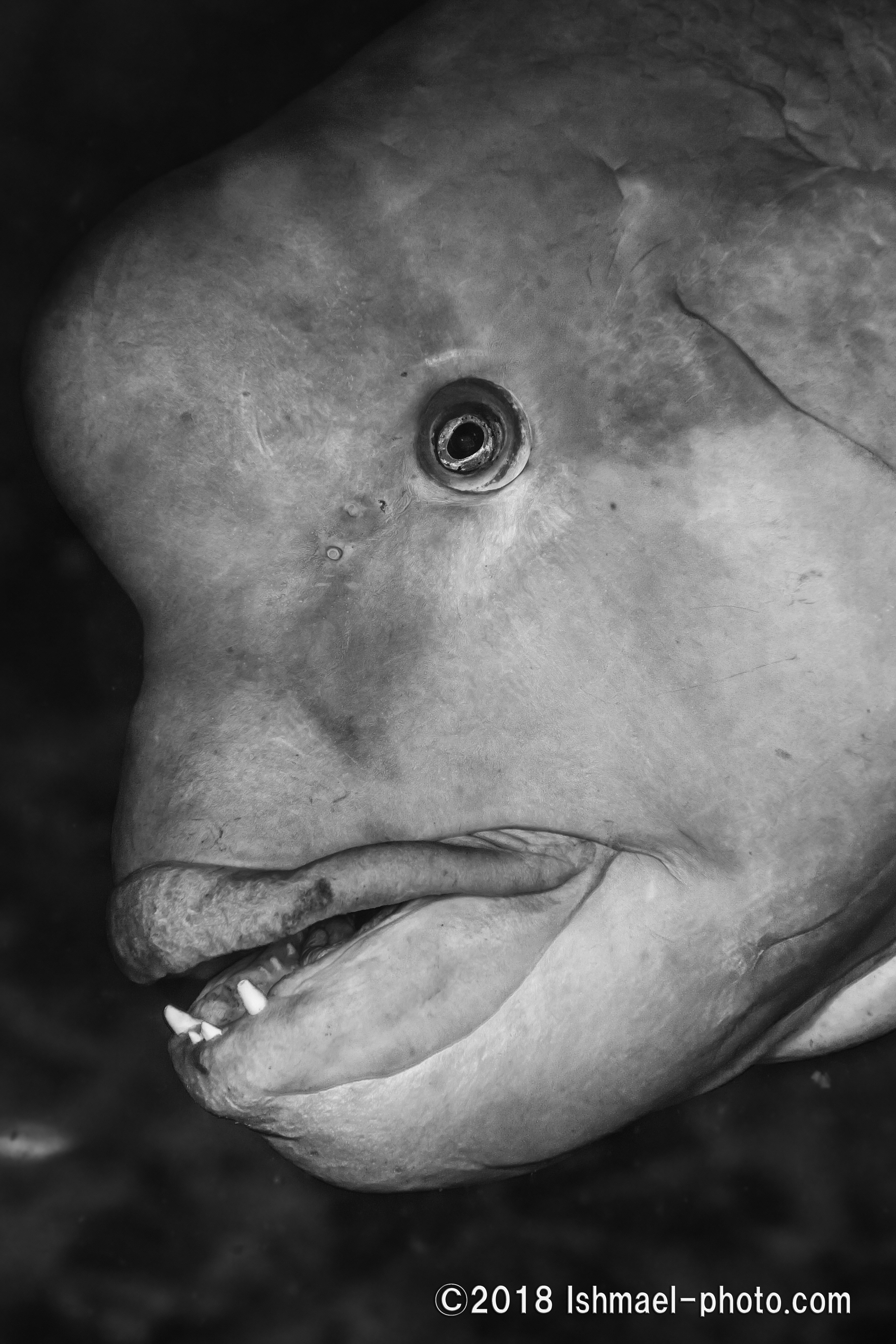 Leviathan Category 水中写真