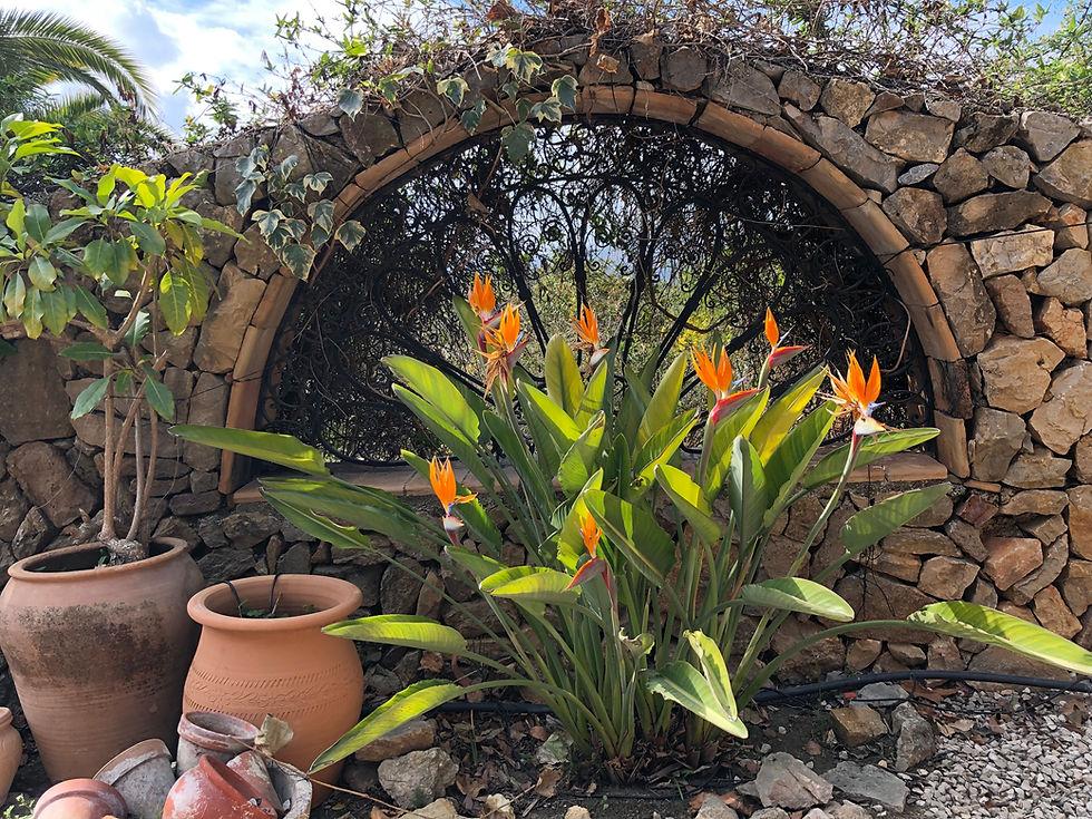 garden