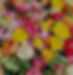 Mixed Tulips_edited.jpg