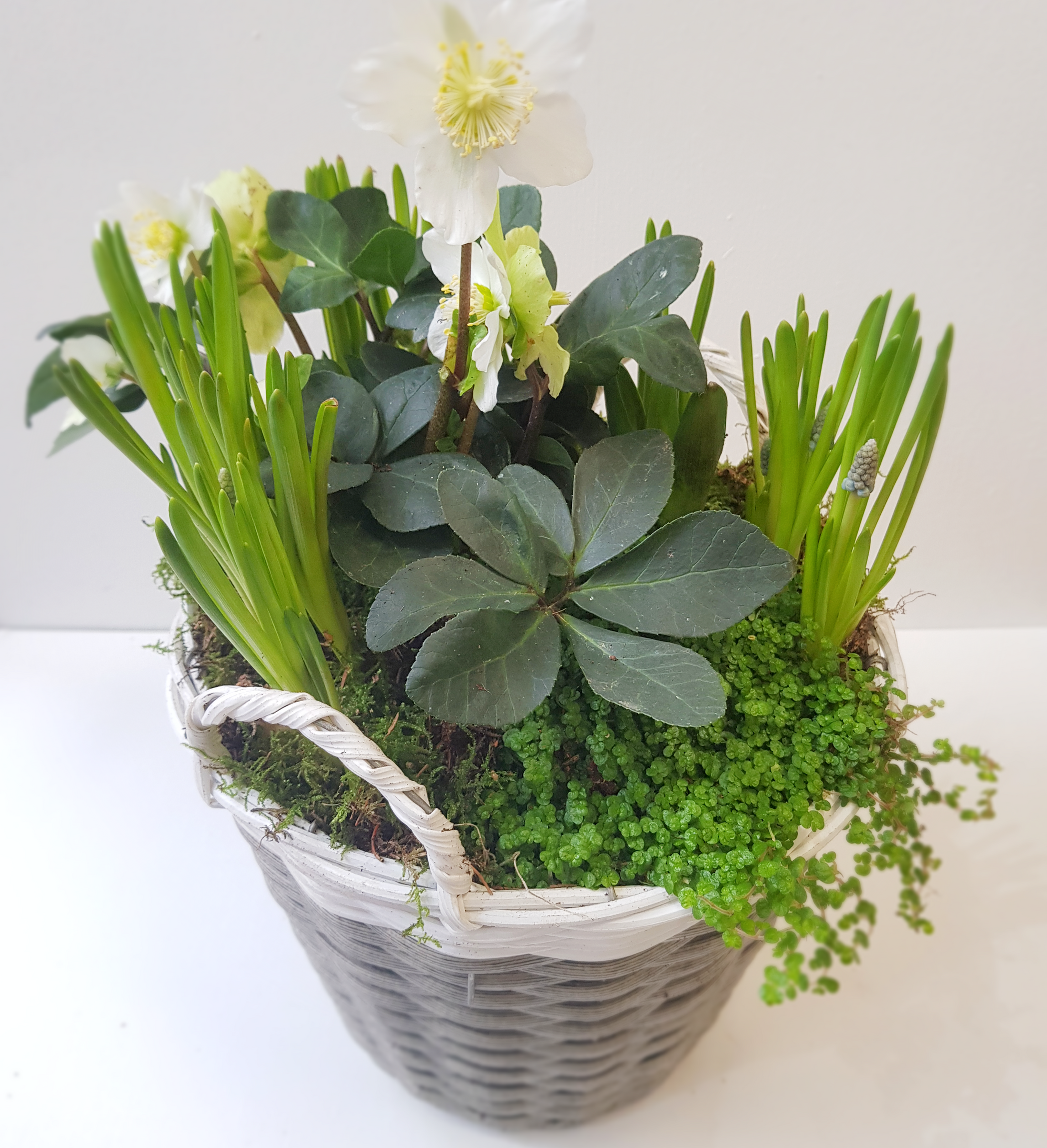 Seasonal Planted Basket
