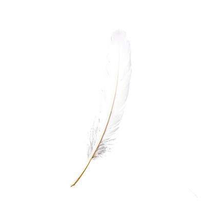 Plume blanche