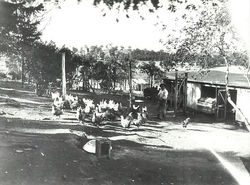 Poultry Run
