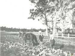 The Vegetable Garden