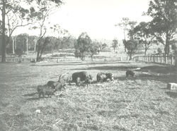 Grasing Pigs