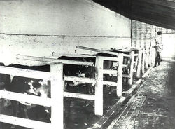The Dairy