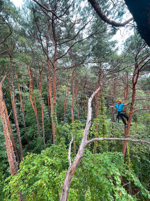 Jordan Flückiger Arboriste Grimpeur Soins aux arbres