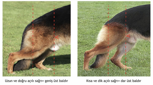sağrı2.jpg
