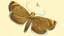 Rare and less known moths from Kakkadampoyil, Kerala, India that are often overlooked!