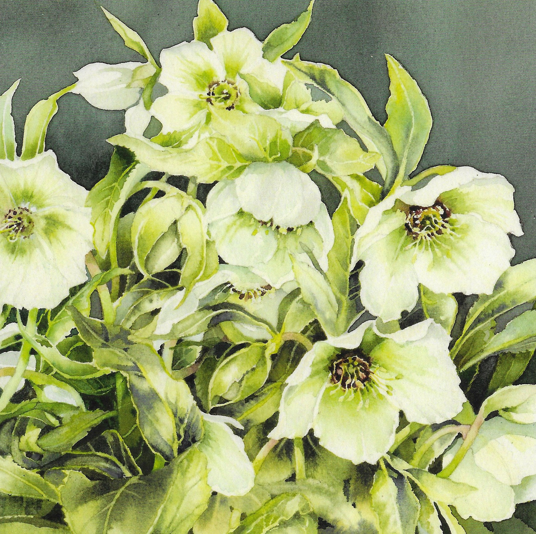 Spring Hellebore