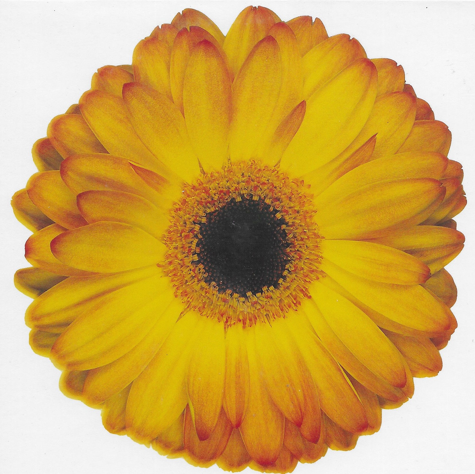 Sunset Gerbera, blank card (50p Just in June offer)
