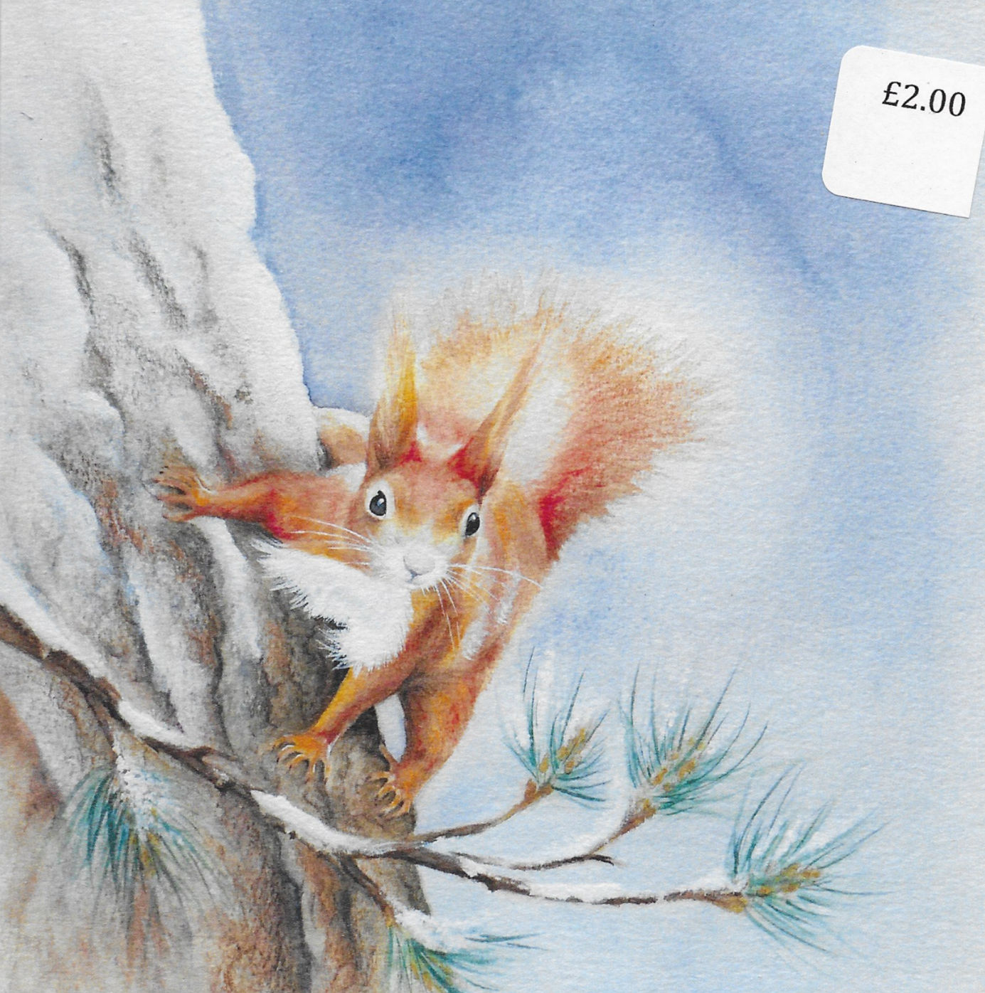 Red Squirrel and pine, Blank card