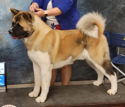 BISS GCH CH Quantum's Oh My Stars & Garters FDC RATN CGC TKN ATT VA "Beast"