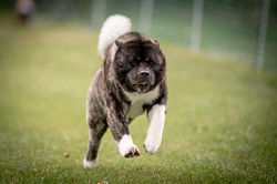 Quantum's Gift Of Gab CD BN RI CA CGCA CGCU TKN VAX "Emmett"