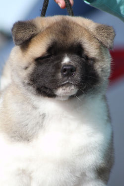 Harlow - 6 weeks