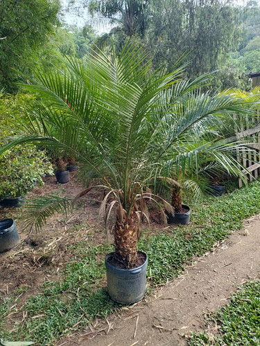 Palmeira Fênix (Phoenix roebelenii) | Sitio Flora Sol