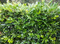 Murta (murraya paniculata)