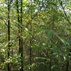 Bambu Preto