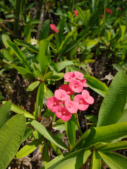 Euphorbia milii