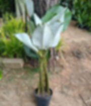 Maranta Charuto (Calathea lutea)