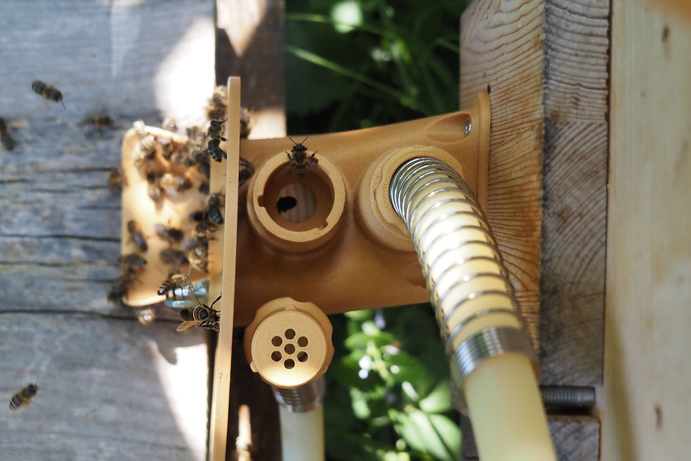 Miniaturbild: Bienenkopfhörer