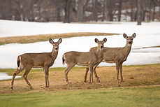 Deer Trio.jpg