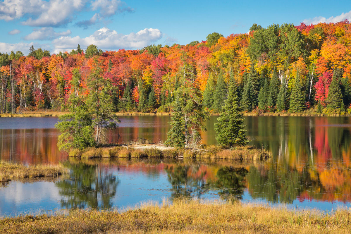 Algonquin Autumn