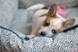 Pet Photography | Muskoka | Helen E. Grose