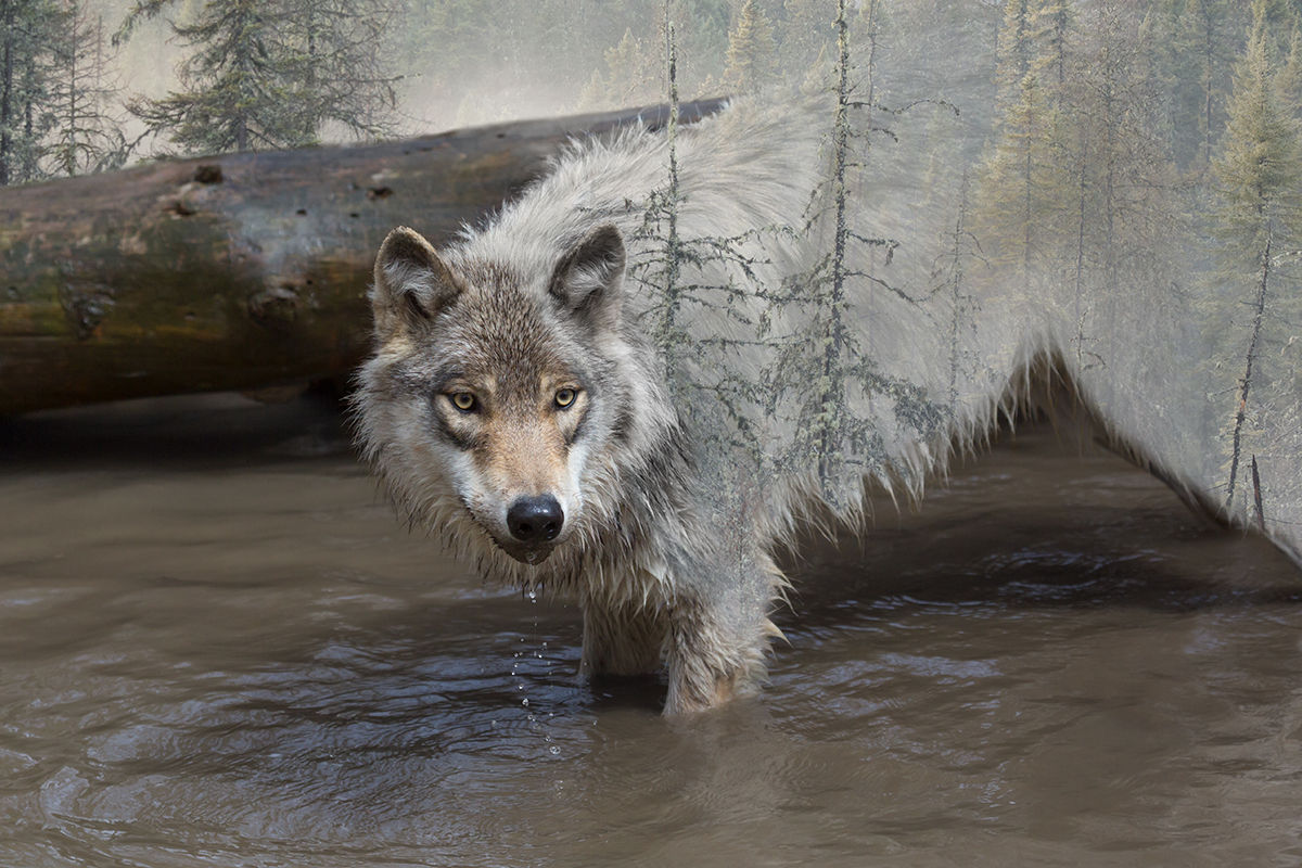 The Wild in the Wolf