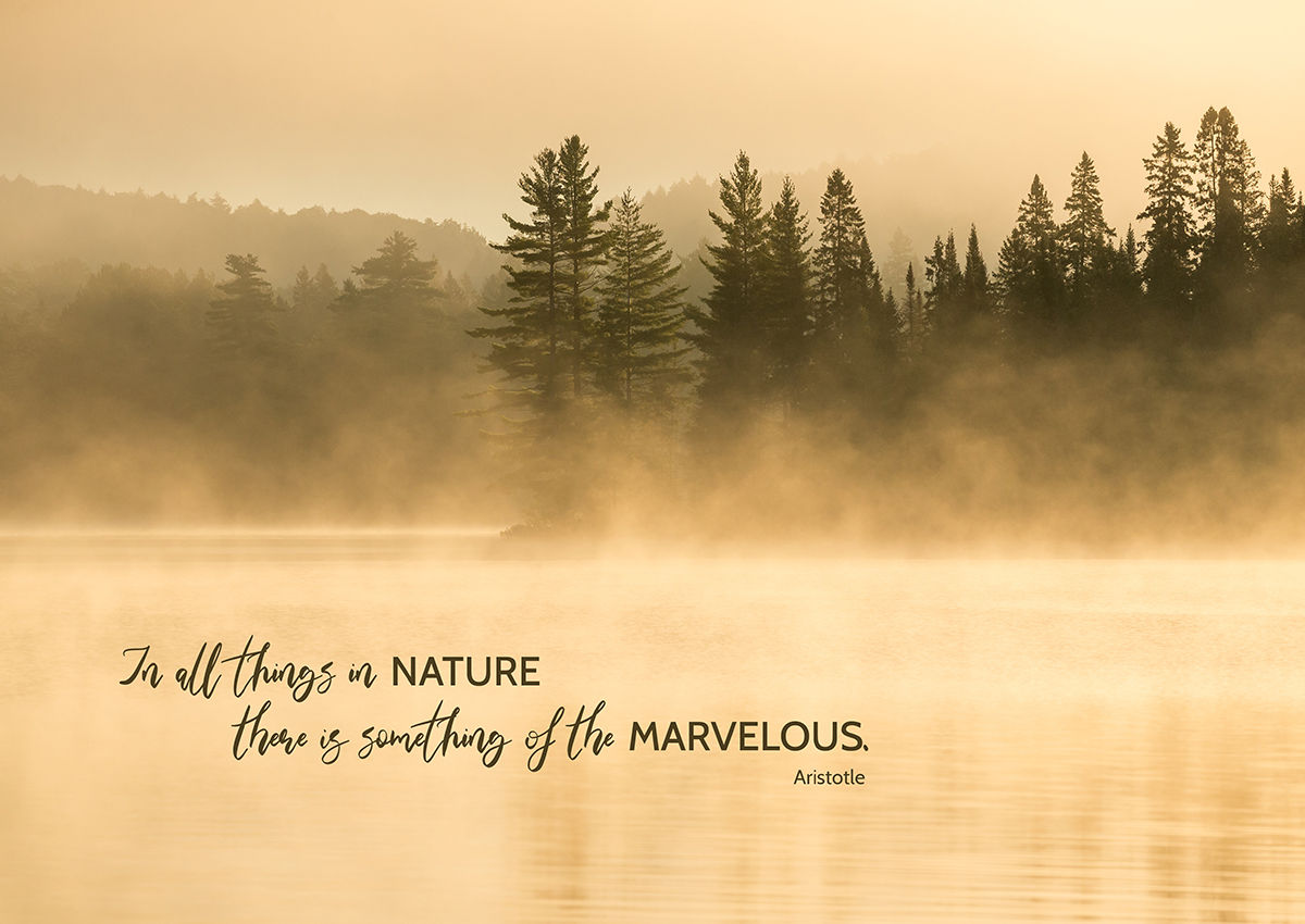 Marvelous Nature Greeting Card