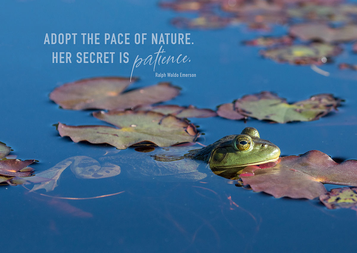 The Pace of Nature Greeting Card