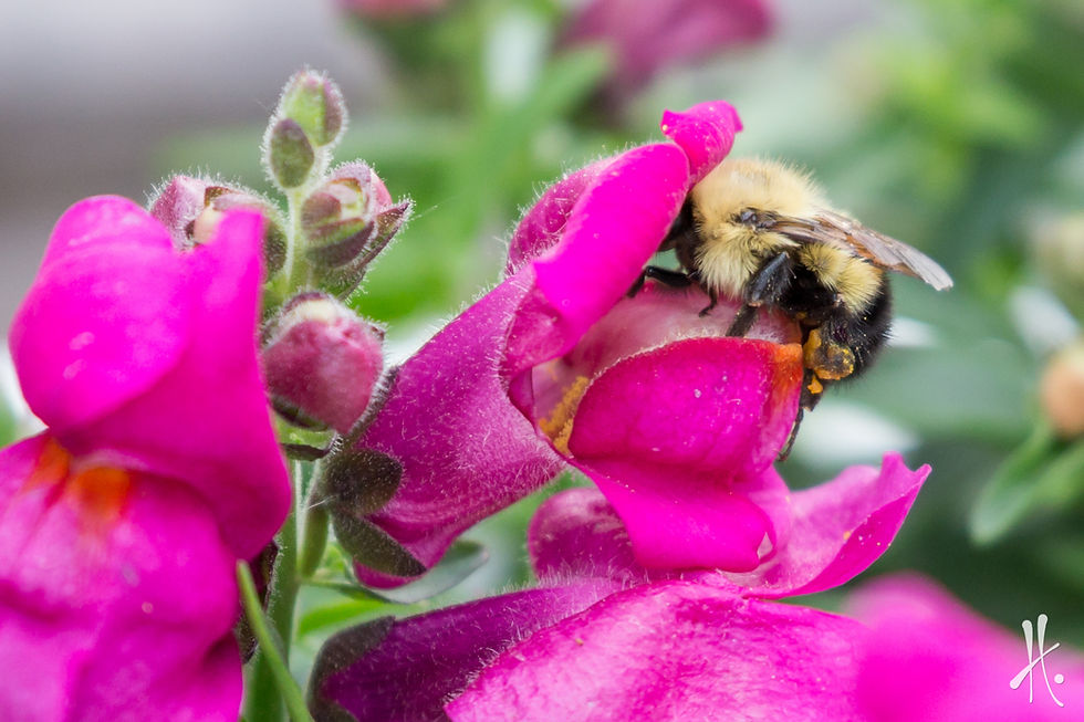 Pollinator
