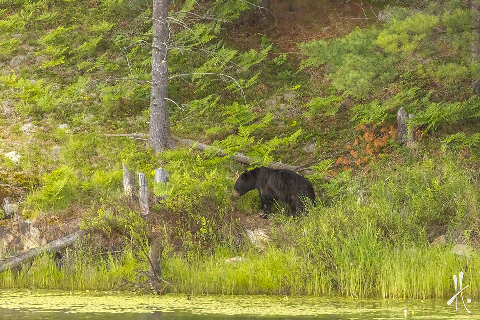A black bear walks along a bank beside the water among tall grass.