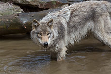 Wolf in Water - website - Copyright Helen E Grose 2014.jpg