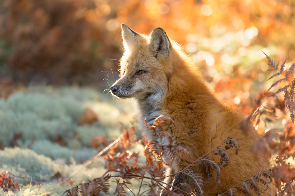 Fall Fox