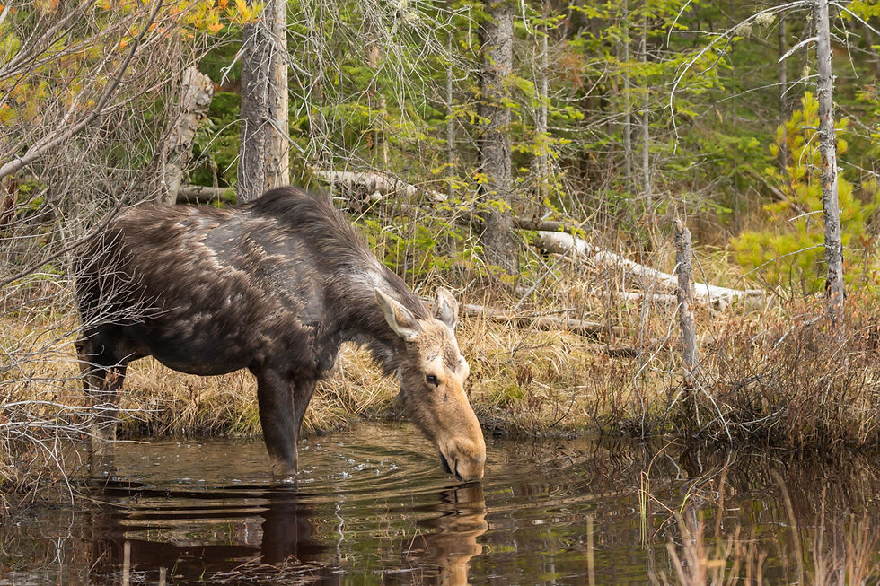 Cow moose in Algonquin Provincial Park