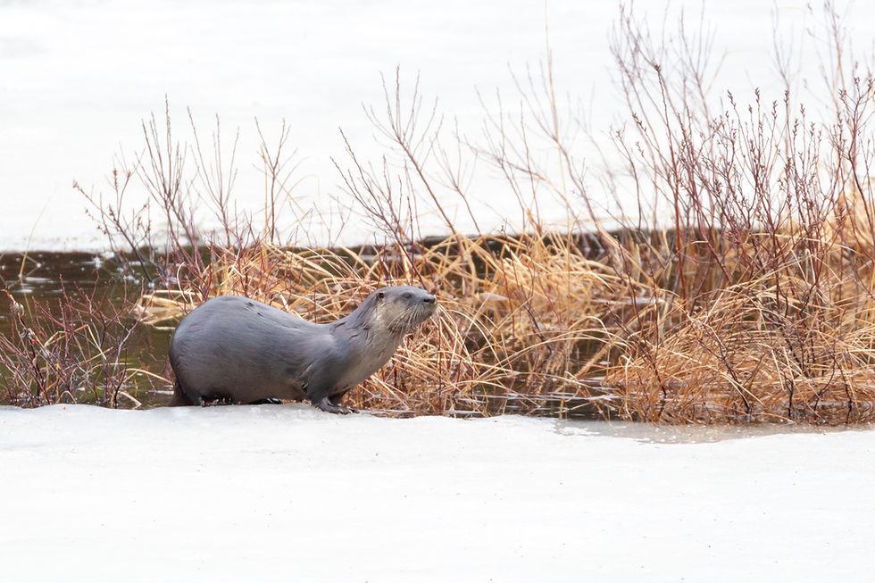 River otter on ice in Algonquin Provincial Park